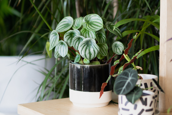Tout savoir sur le Peperomia