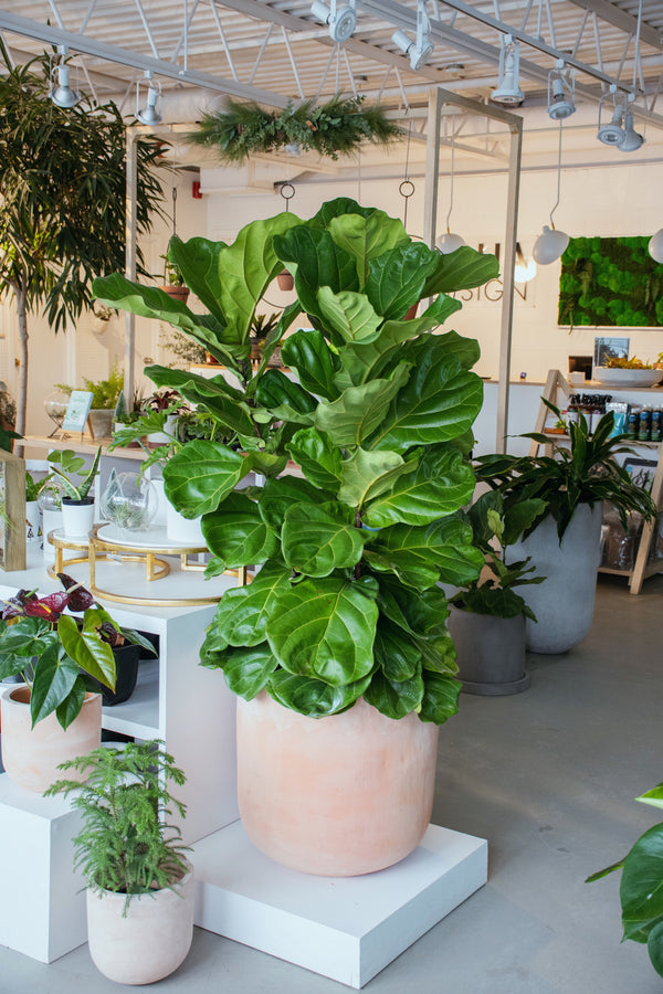 Ficus Lyrata Buisson