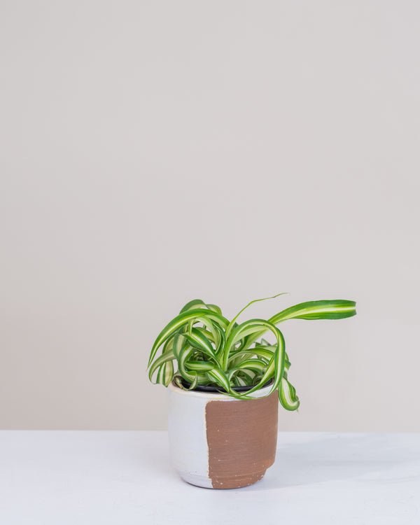 bouture chlorophytum Chlorophytum comosum « Bonnie »
