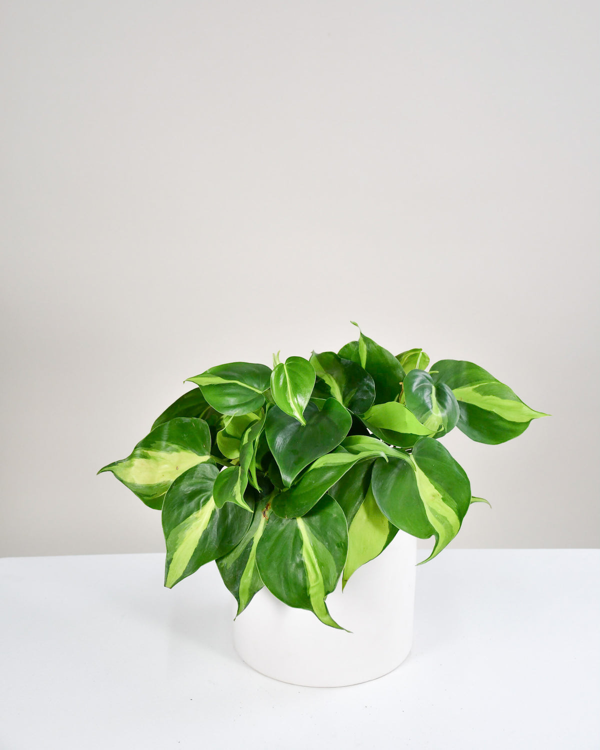 Philodendron « Brazil »