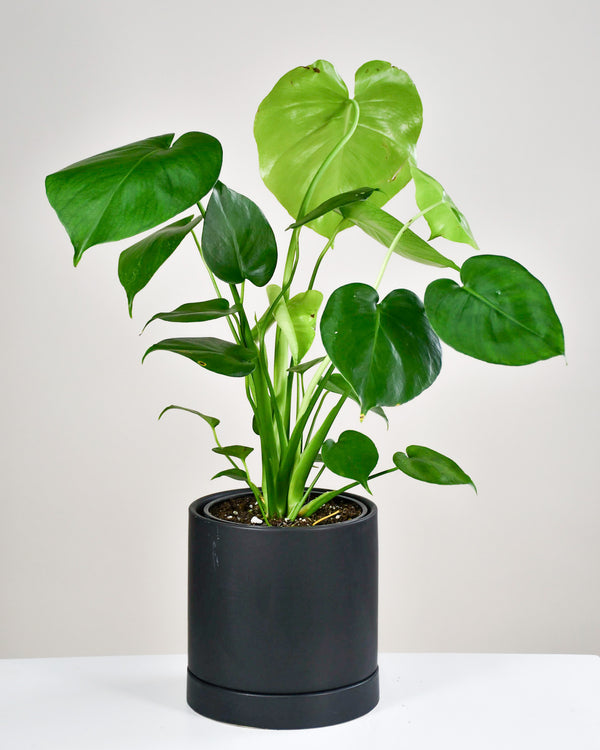 monstera deliciosa prix Monstera deliciosa