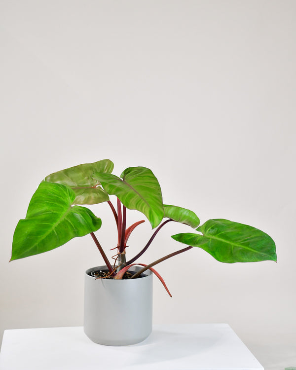 Philodendron ‘Red Emerald’ – Plante Verte D’intérieur, 70-80 Cm, Pot 19 Cm, Purificateur D’air, Facile D’entretien