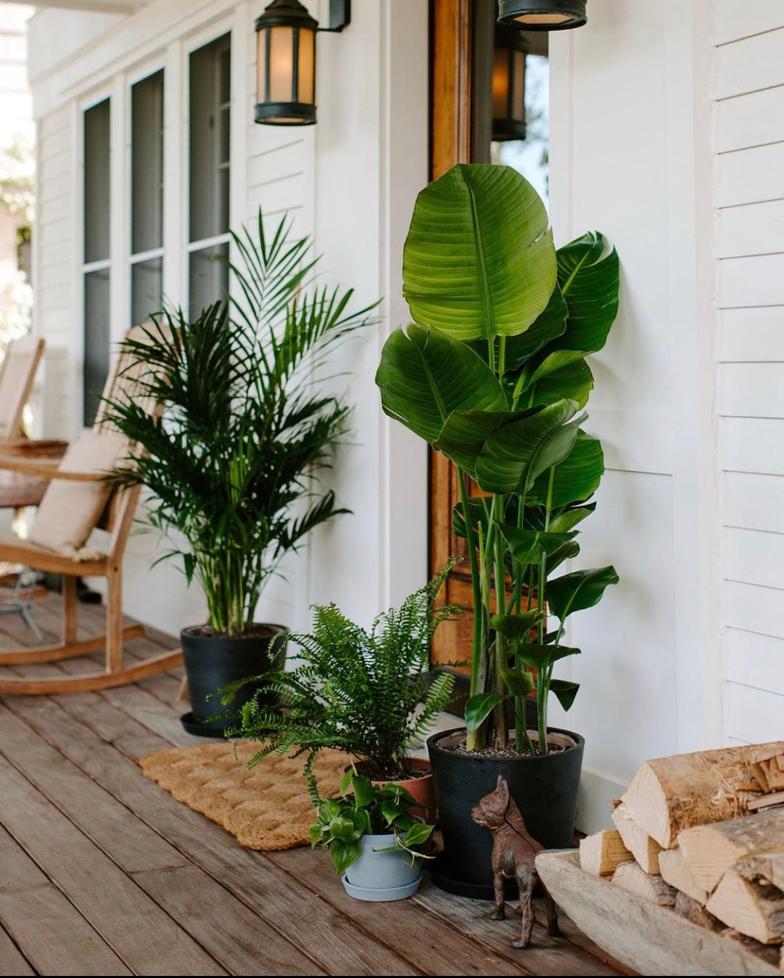 10 plantes de maison à sortir à l'extérieur durant l'été - Folia Design