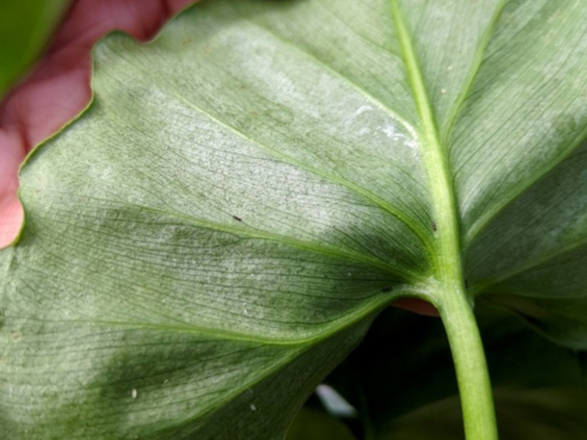 Nettoyer les feuilles des plantes d'intérieur : pourquoi ? comment ?
