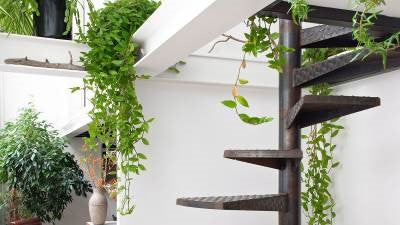 Les nouvelles tendances en plantes d'intérieur et sept des plantes les plus design du moment