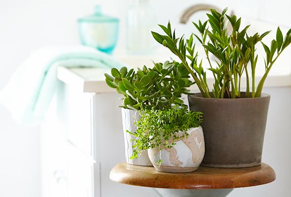 10 magnifiques plantes qui se plairont dans votre salle de bain avec ou sans fenêtre