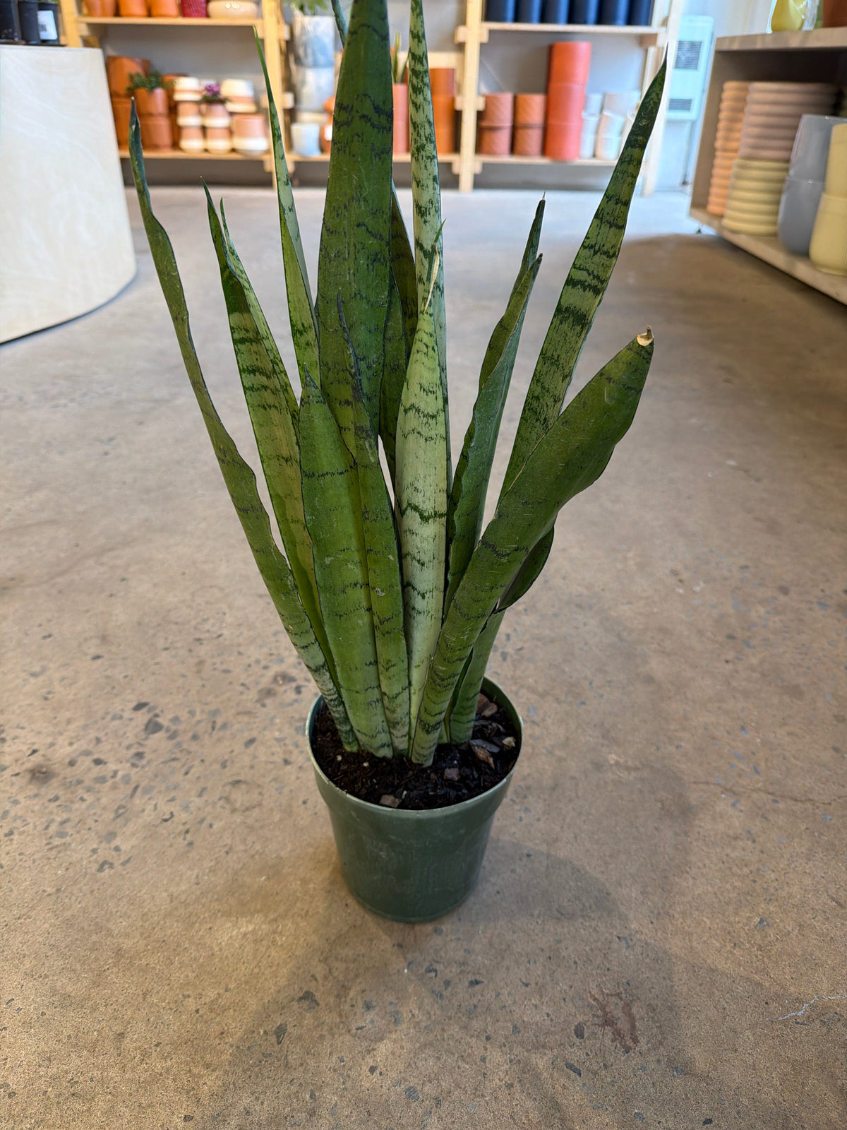 Sansevieria trifasciata « Spearmint ».