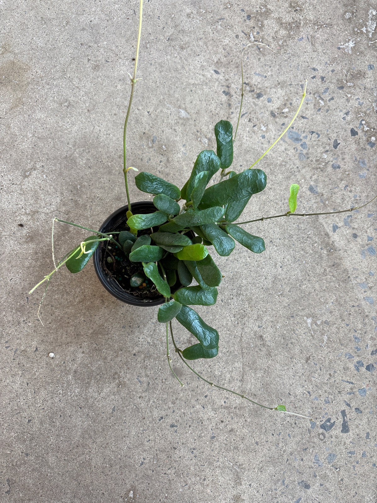 Hoya Rotundiflora