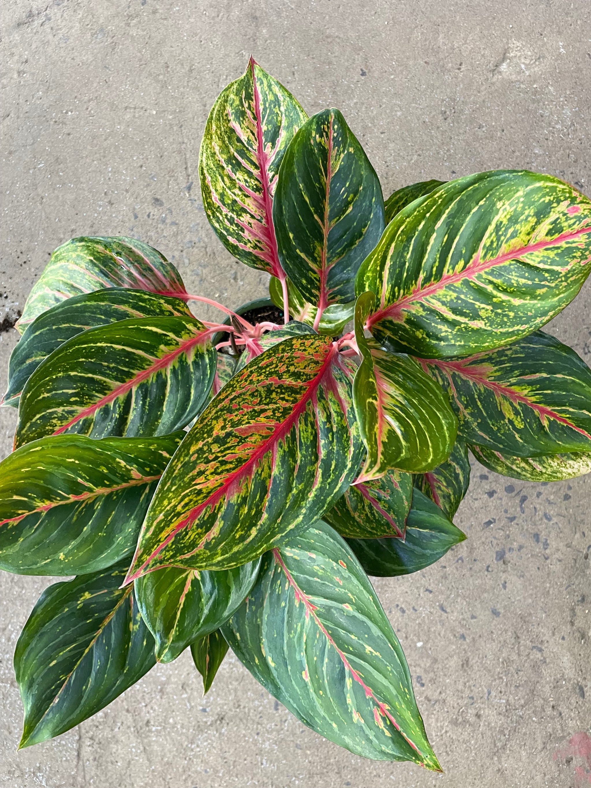 aglaonema garnet coltrane Aglaonema Garnet Coltrane