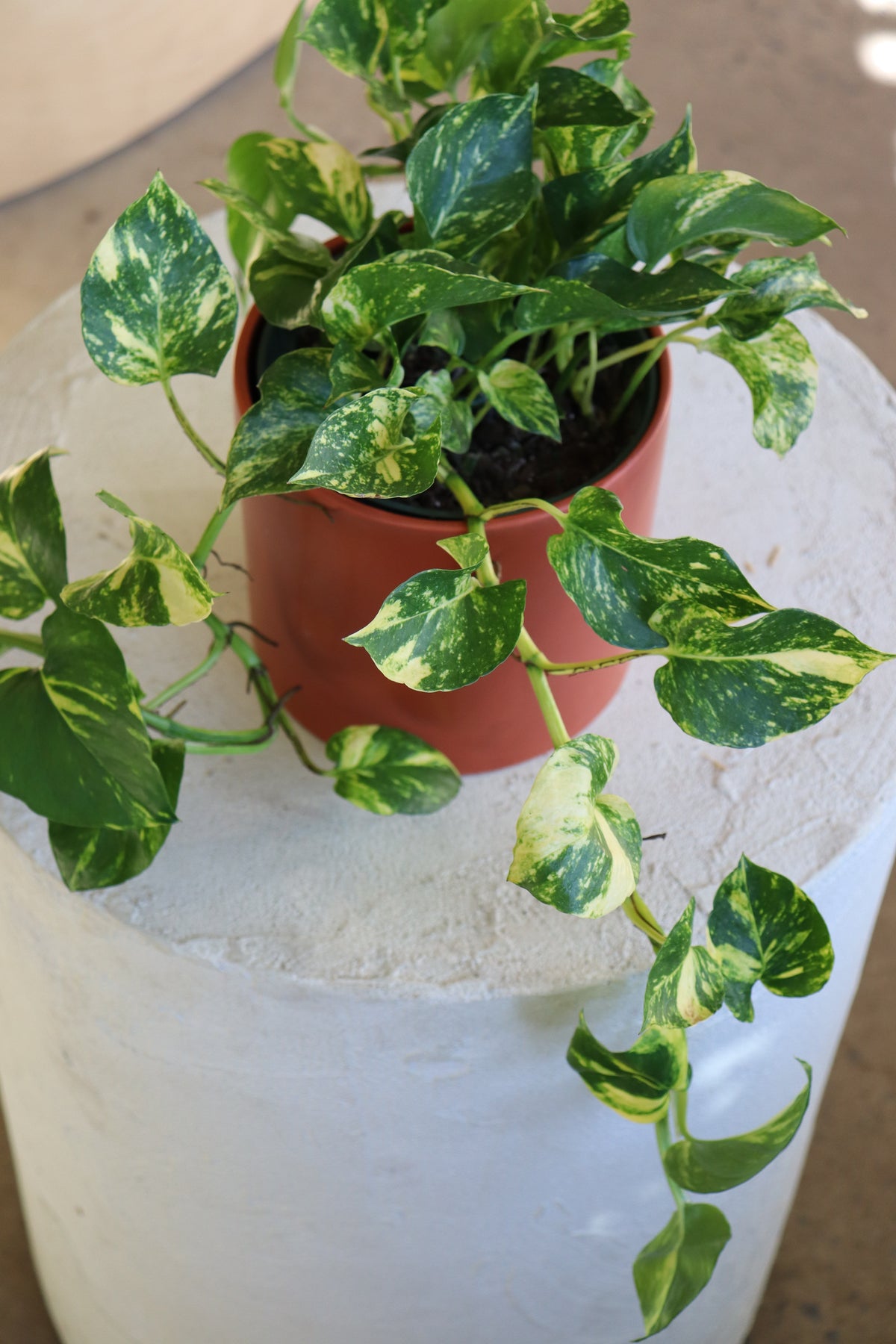Pothos - Epipremnum aureum « Churchil Gołd »