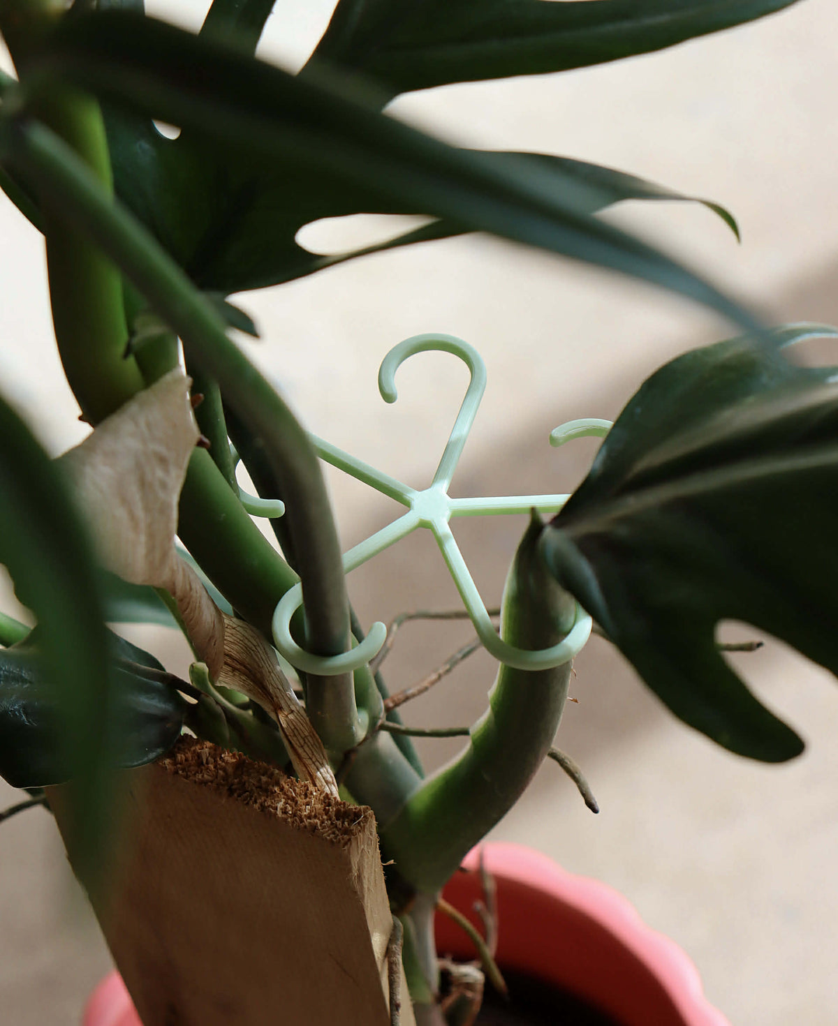 Attache-plante