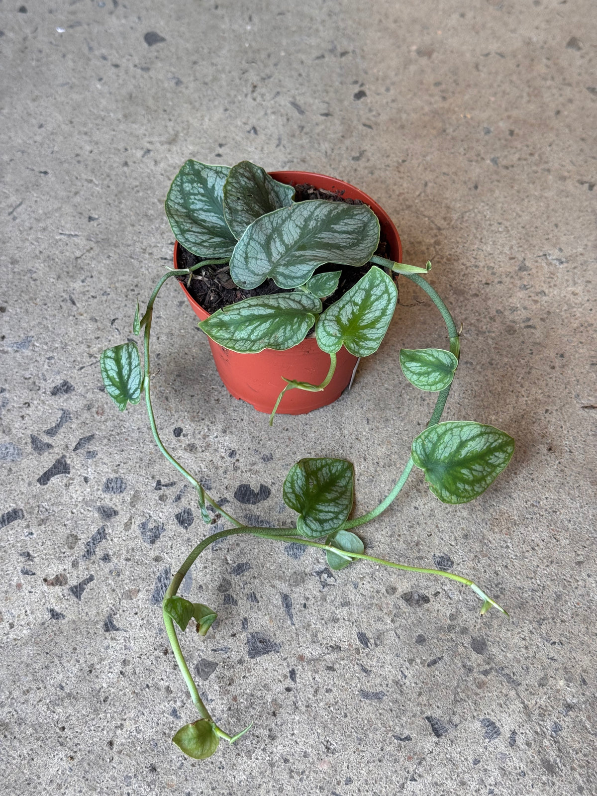 Monstera « Dubia »