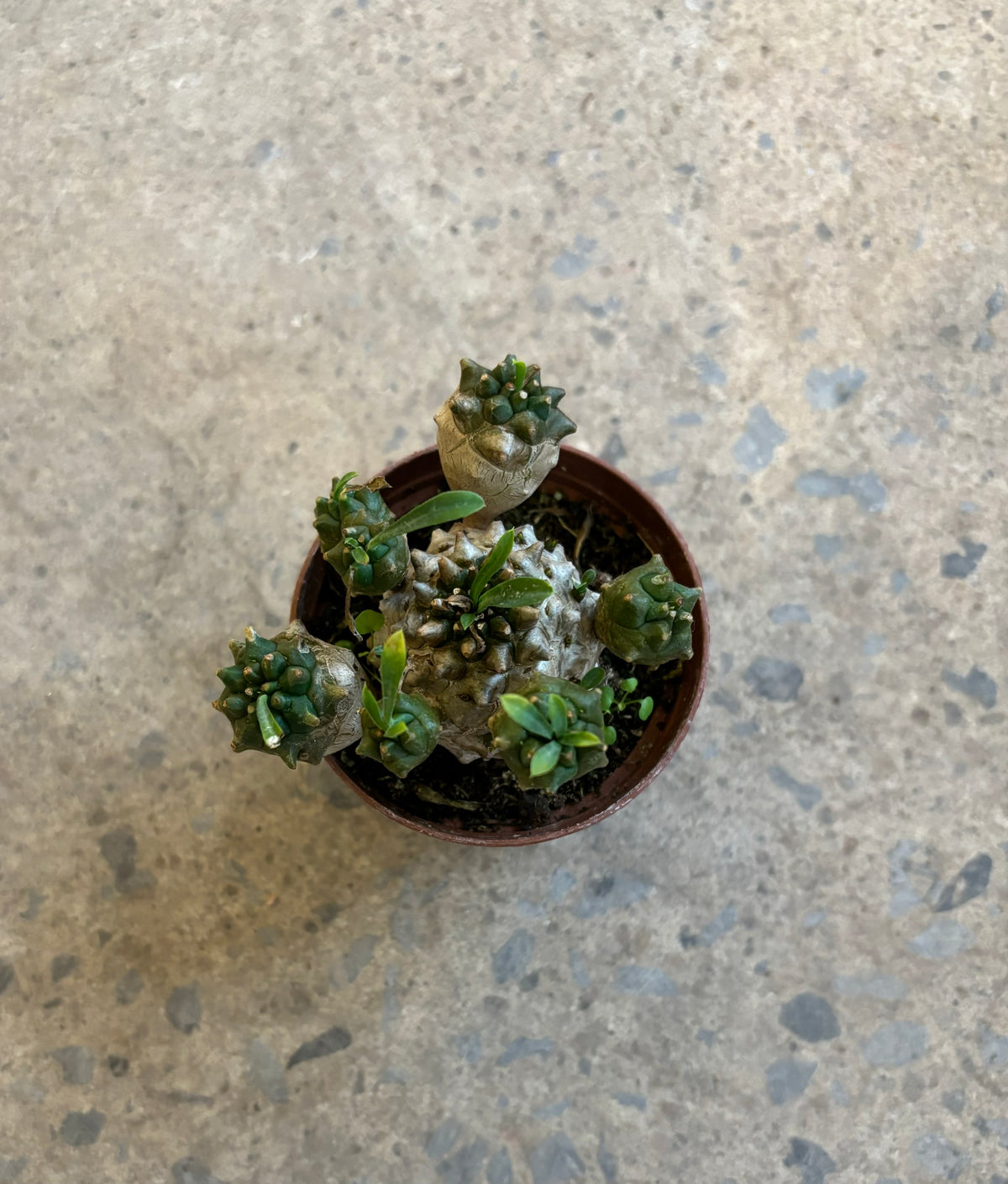 Euphorbia « Cocklebur »