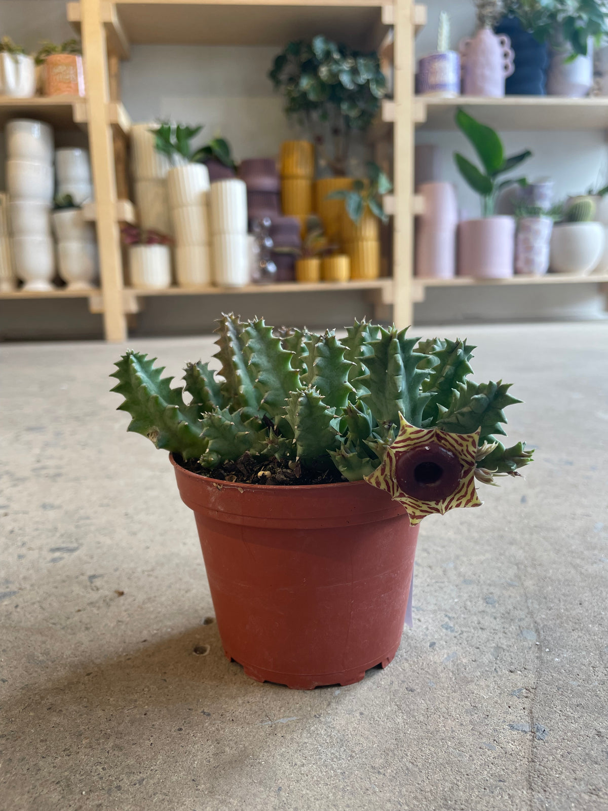Huernia Zebrina