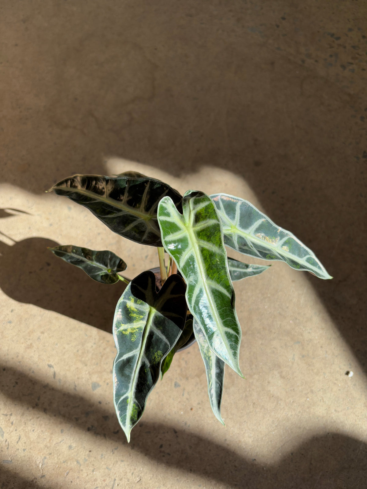Alocasia Amazonica variegata