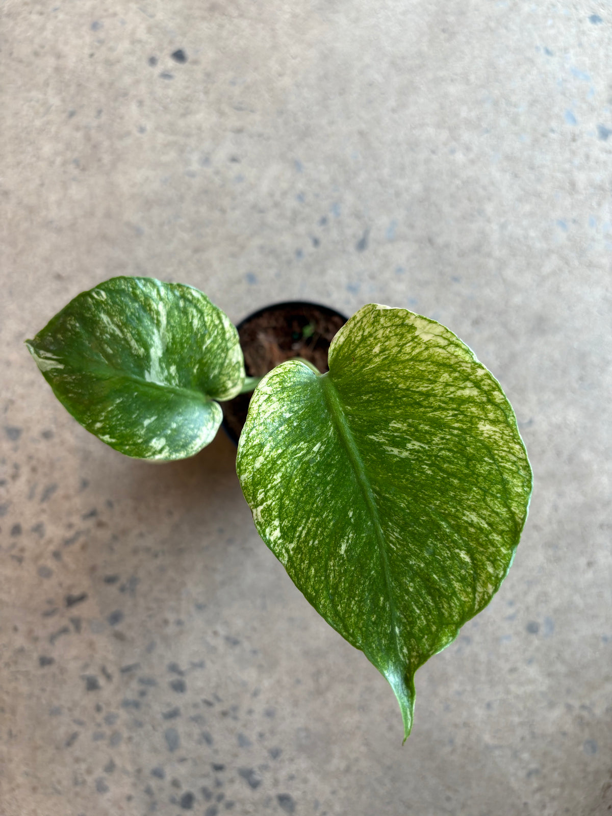 Monstera Mint