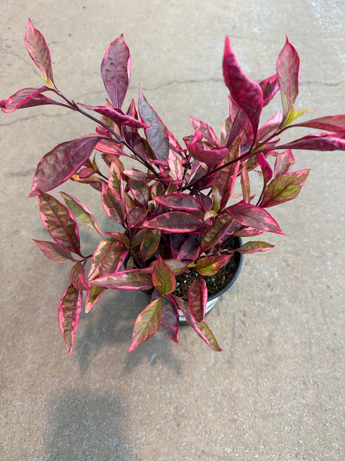 Alternanthera ficoides « Party Time »