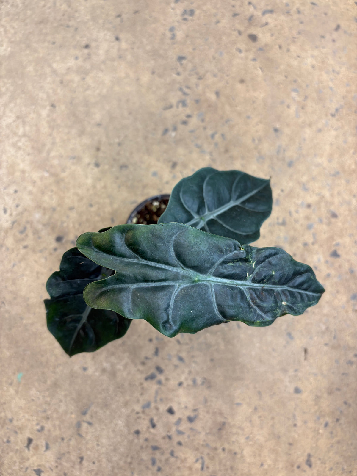 Alocasia Chantrieri