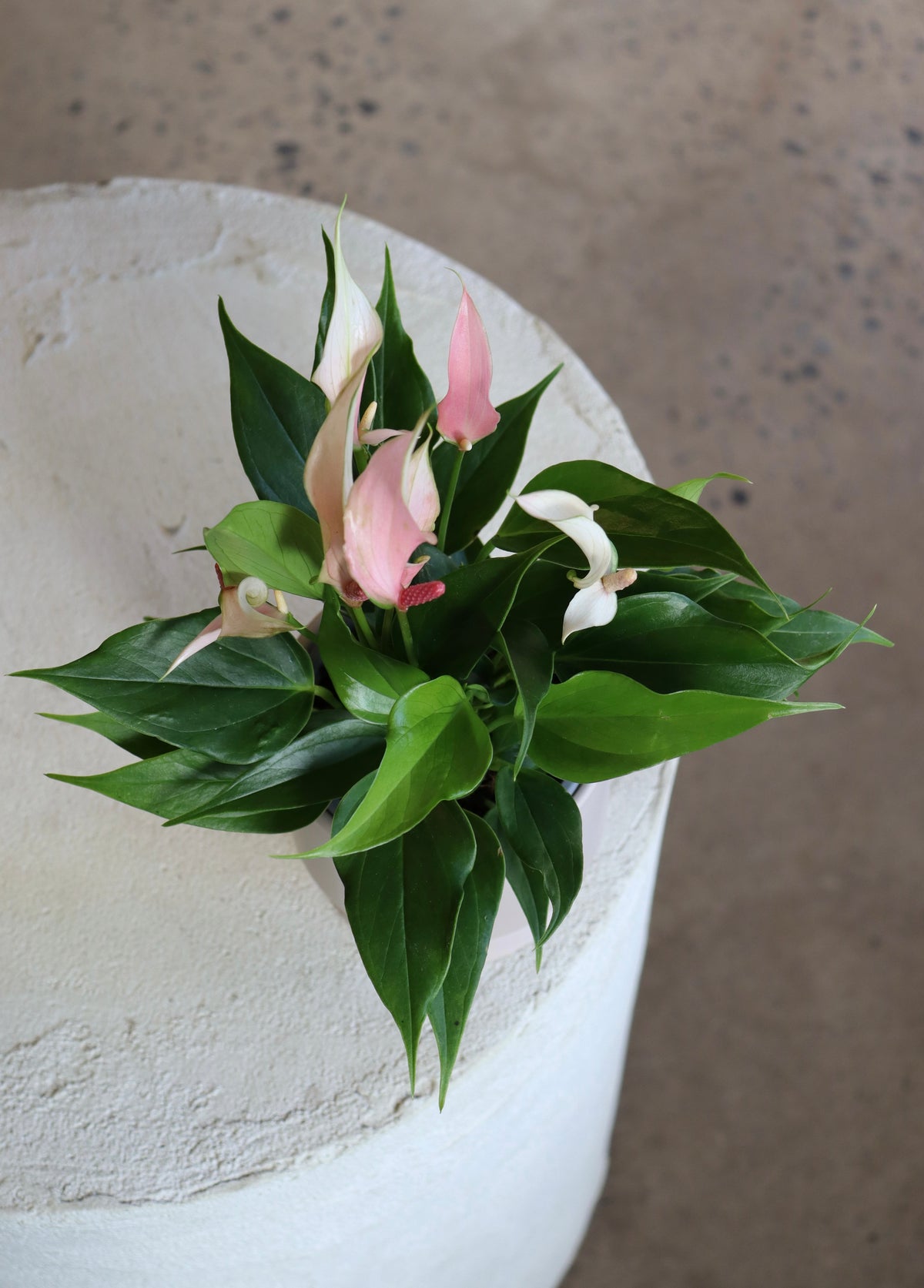 Anthurium andreanum Lili rose