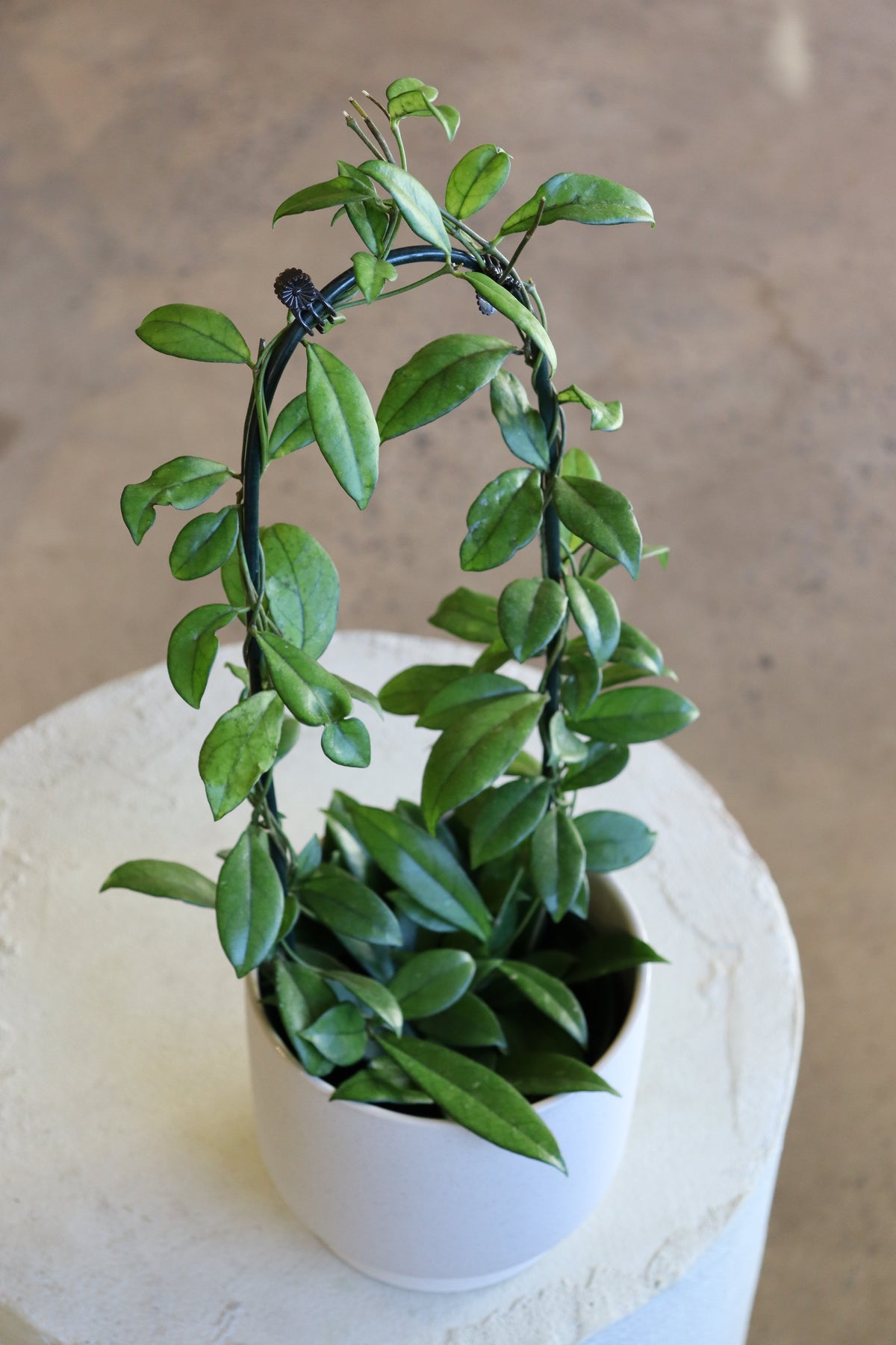 Hoya Crassipetiolata