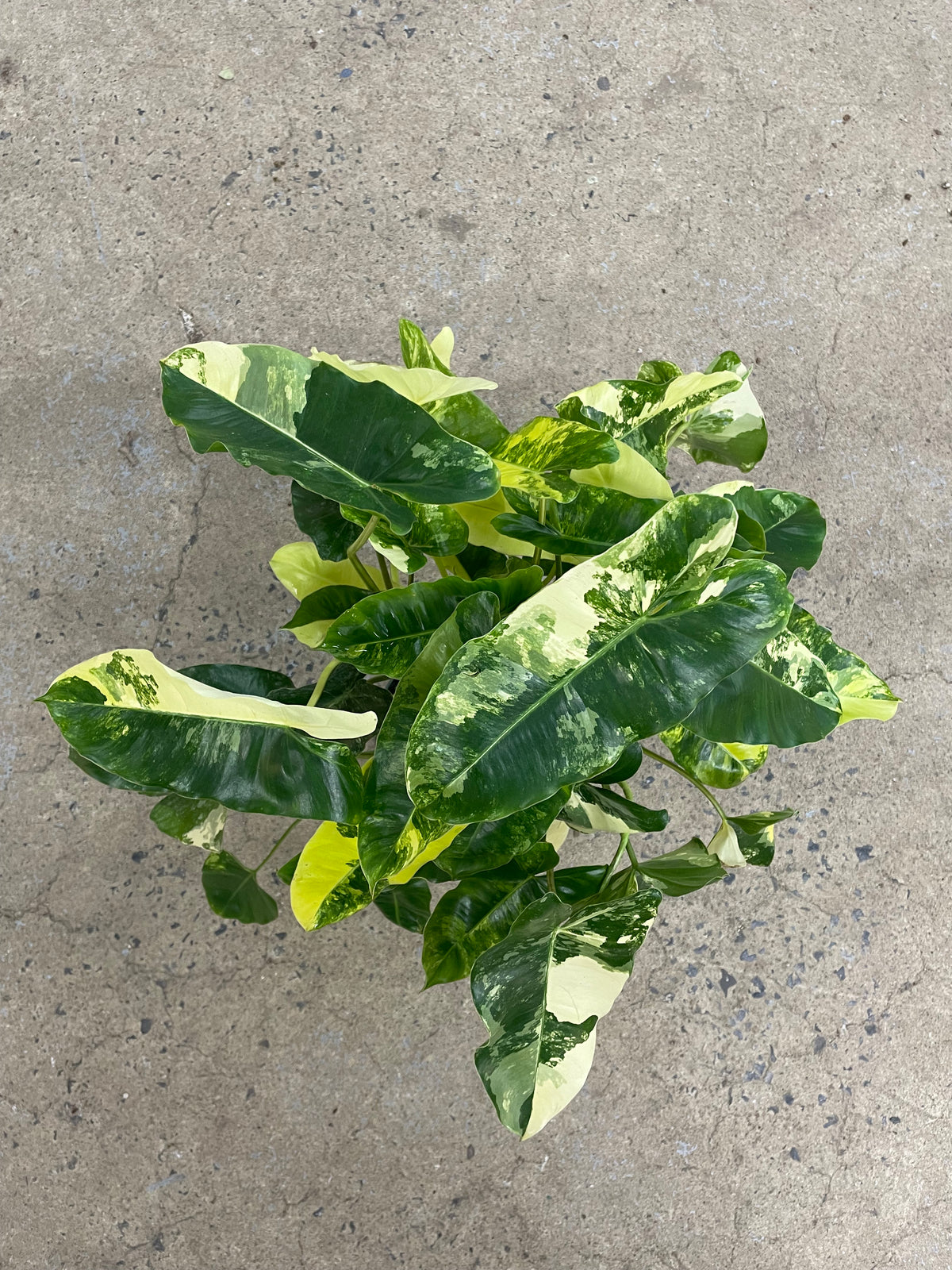 Philodendron « Burle Marx » variegata