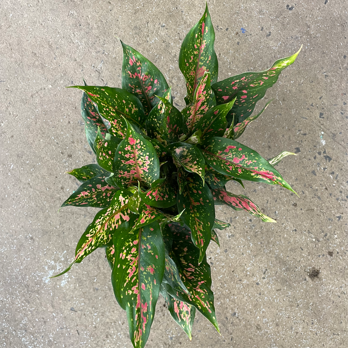 Aglaonema Narrow Spinel