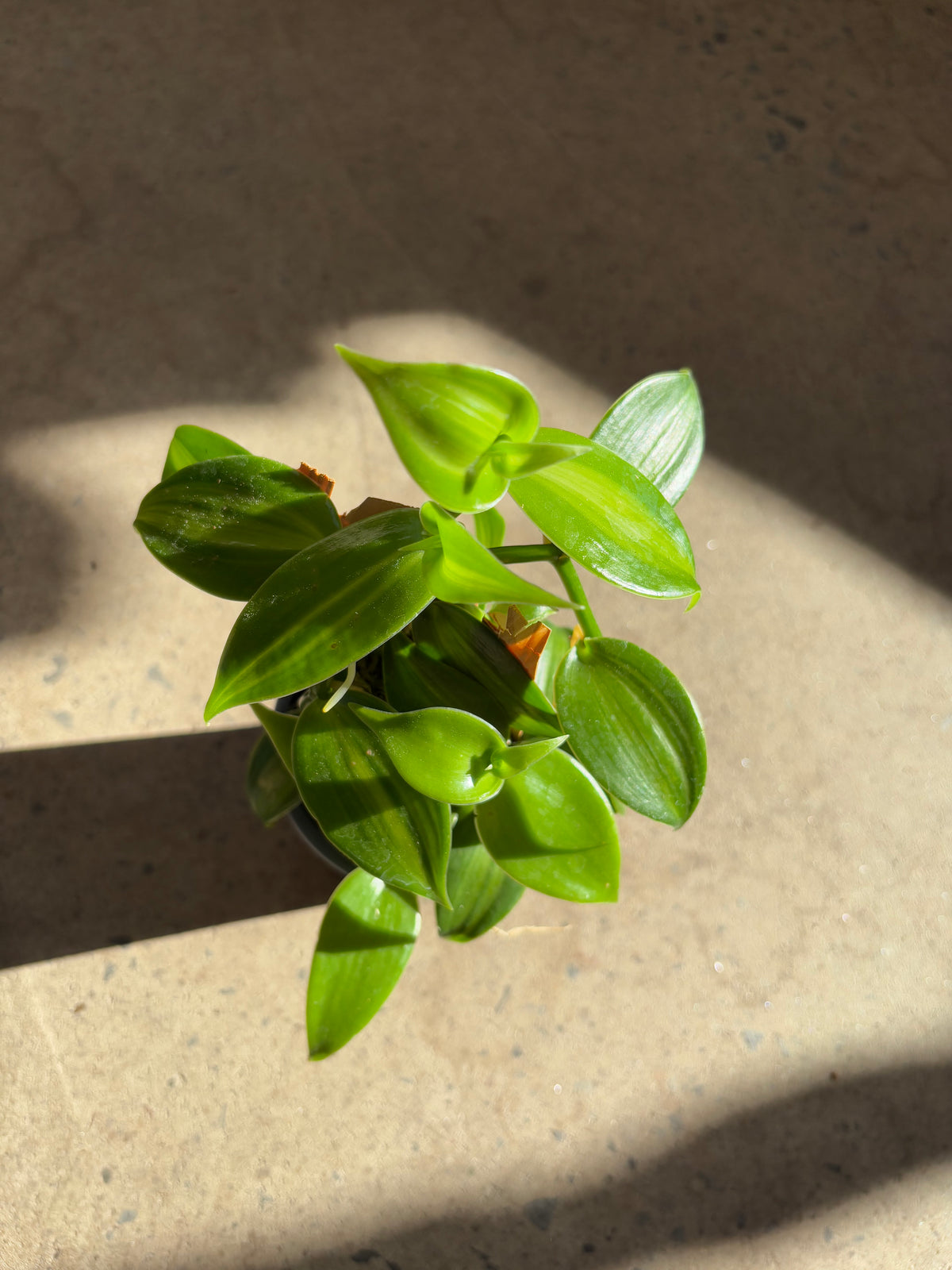 Vanilla Planifolia Variegata