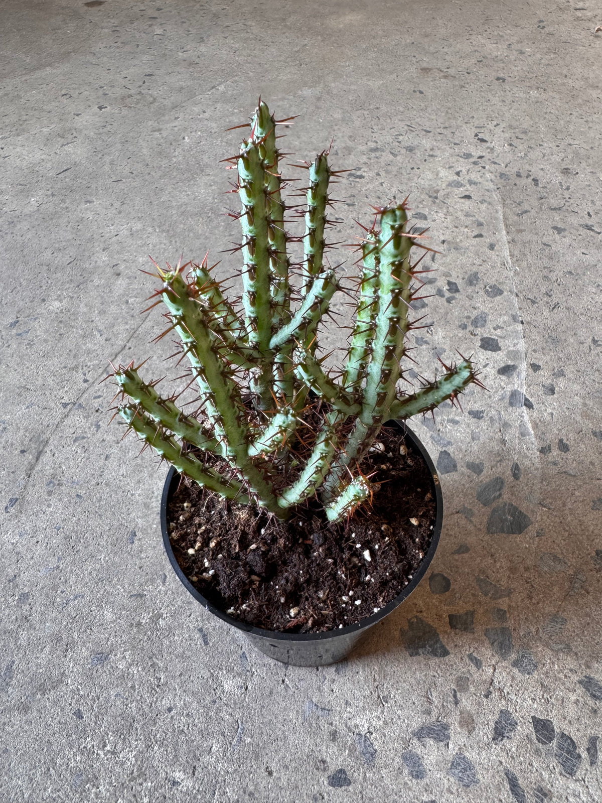 Euphorbia aeruginosa