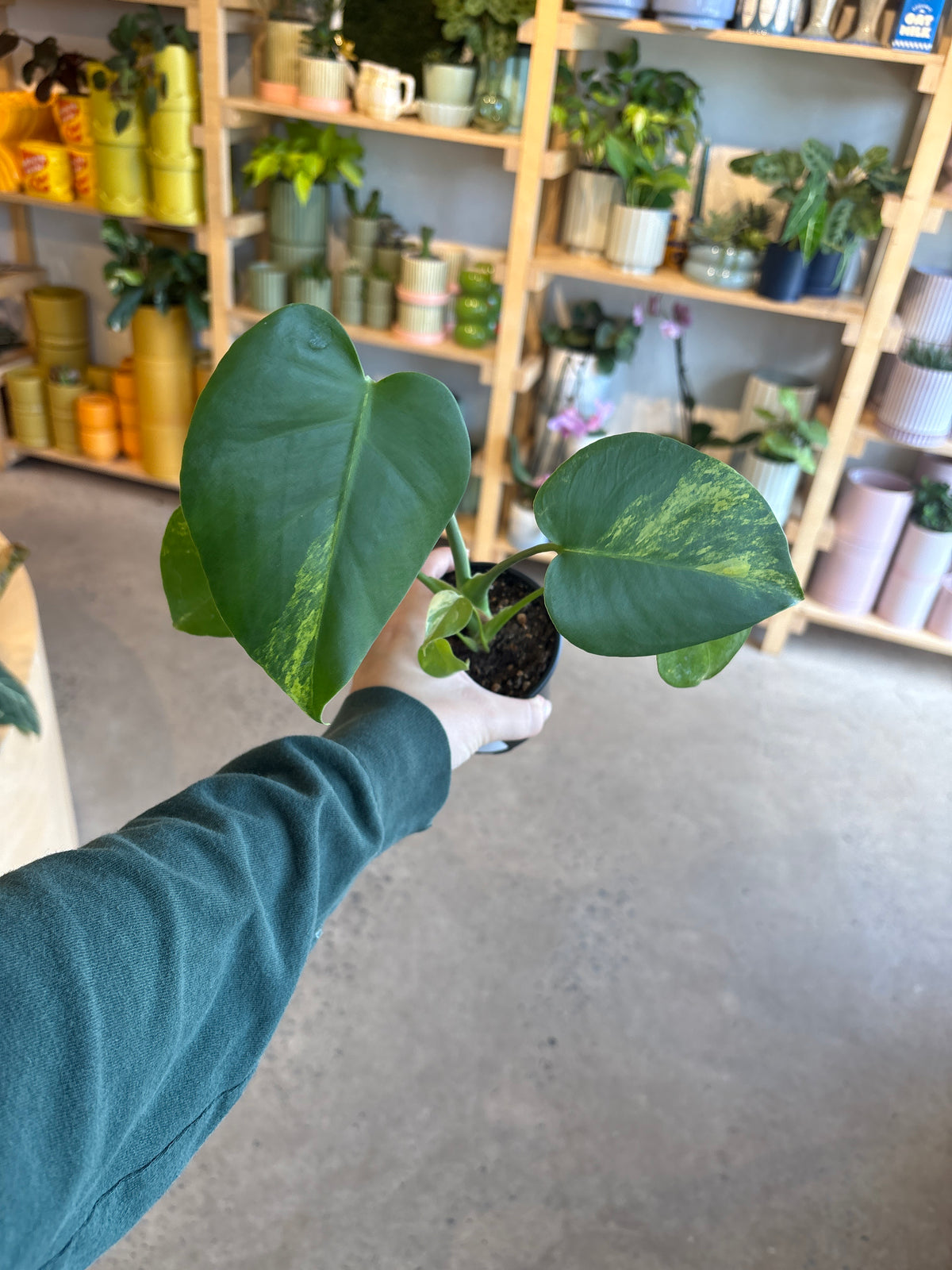 Monstera Yellow Marylin