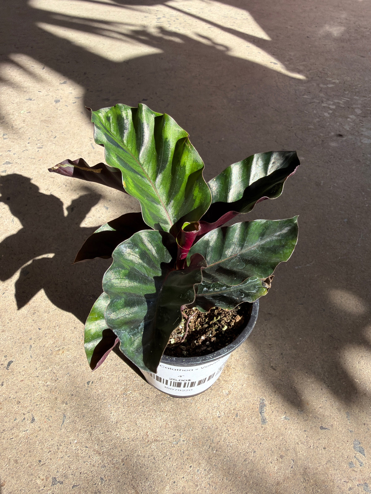 Calathea « Velvet Glory »