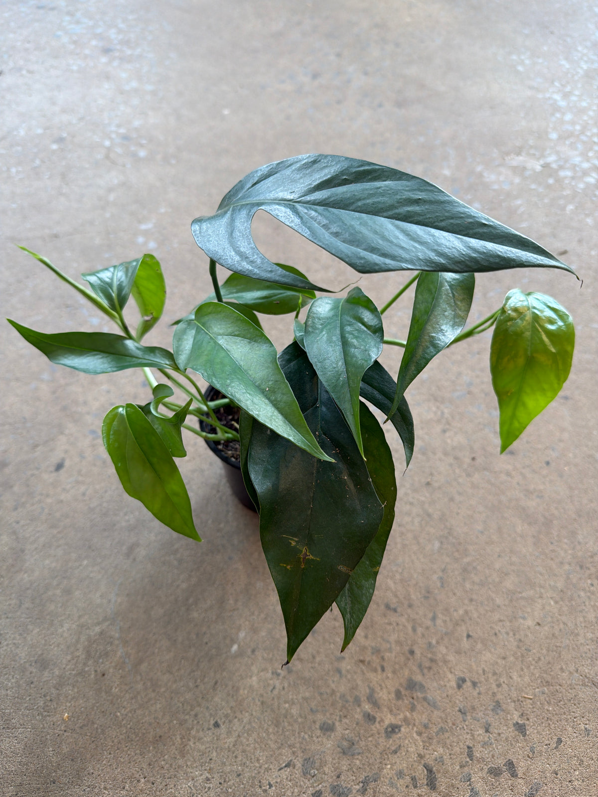 Epipremnum pinnatum « Green Form »