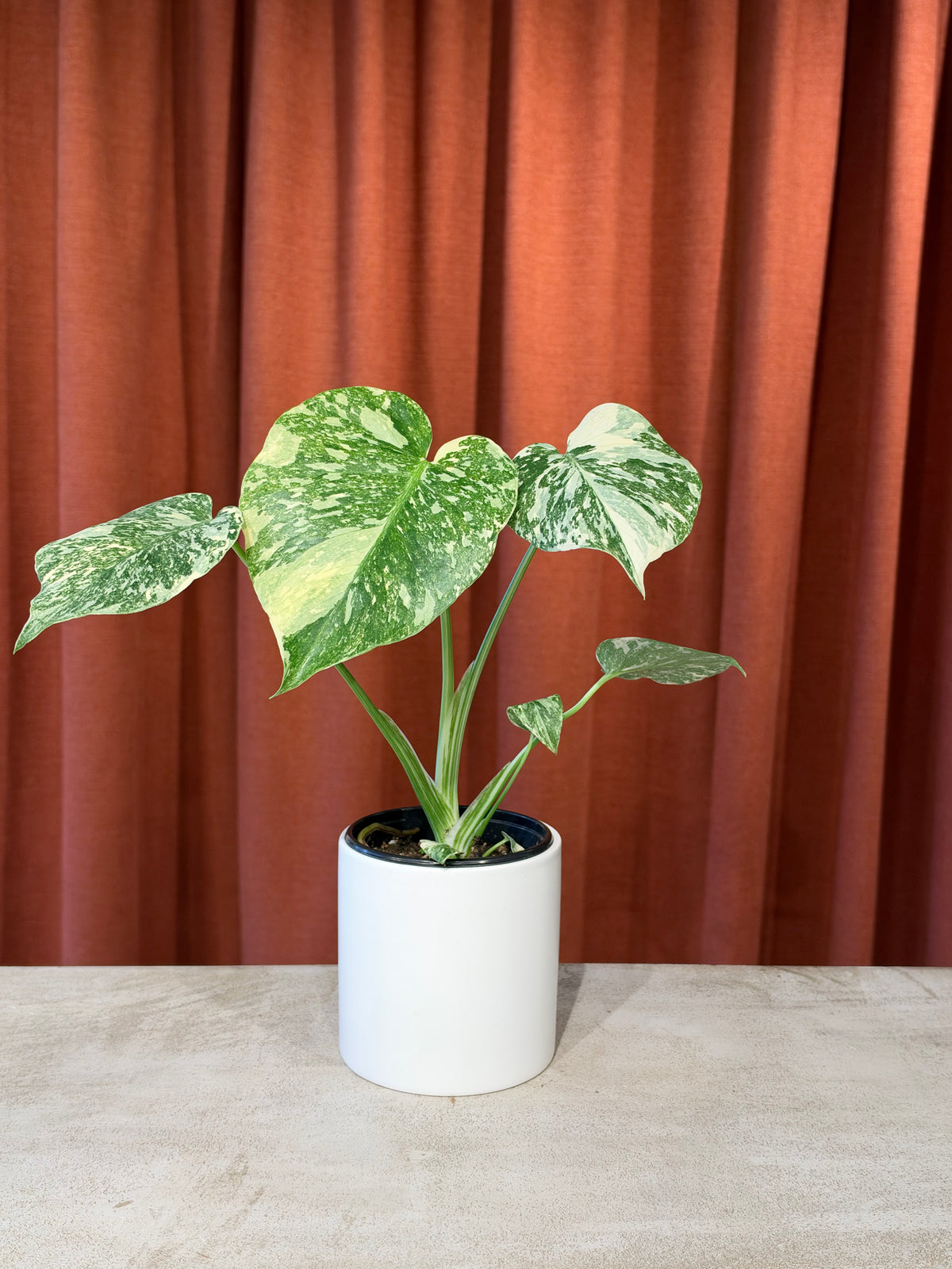 Monstera Crème Brulée