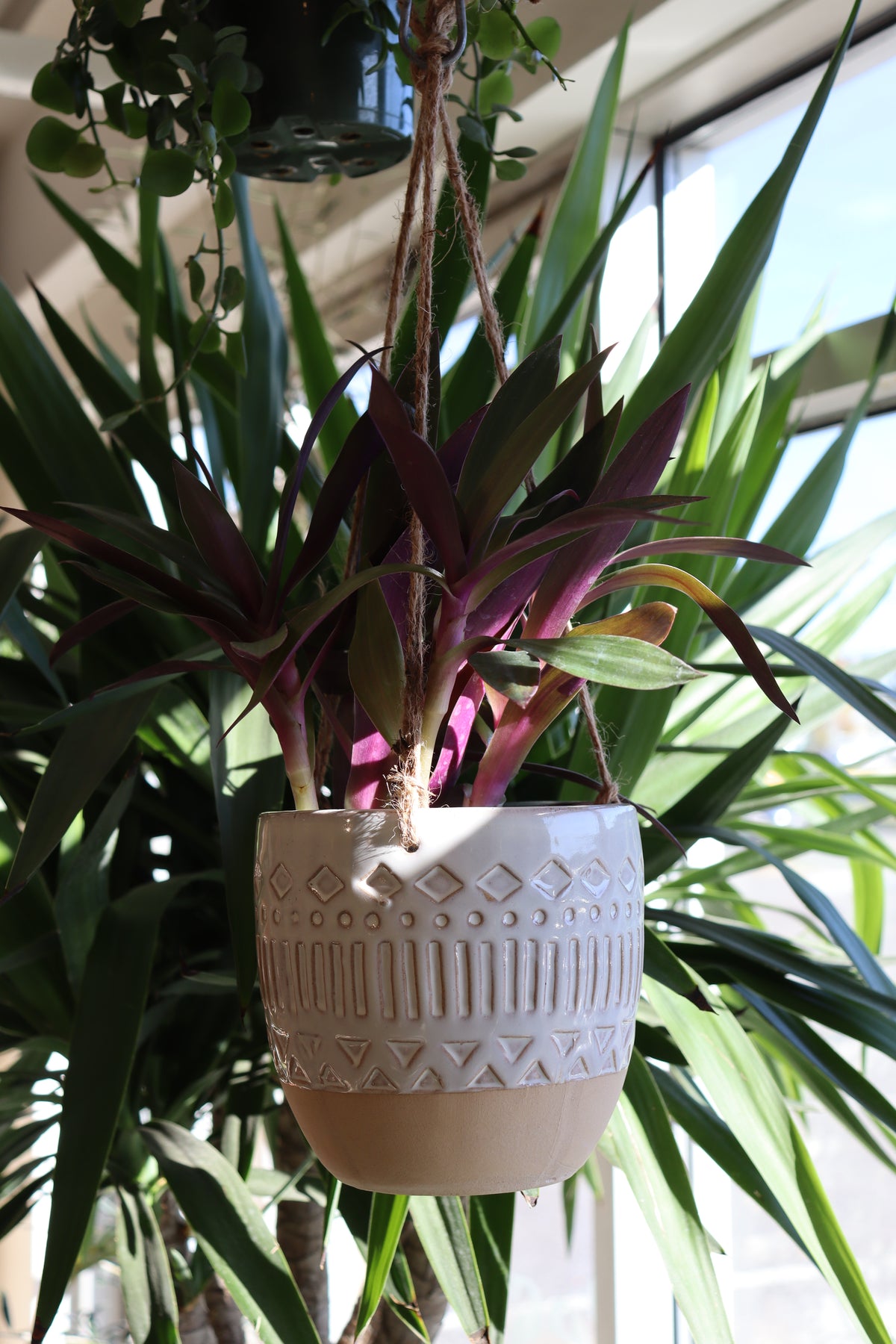 Tradescantia spathacea « Tricolor »