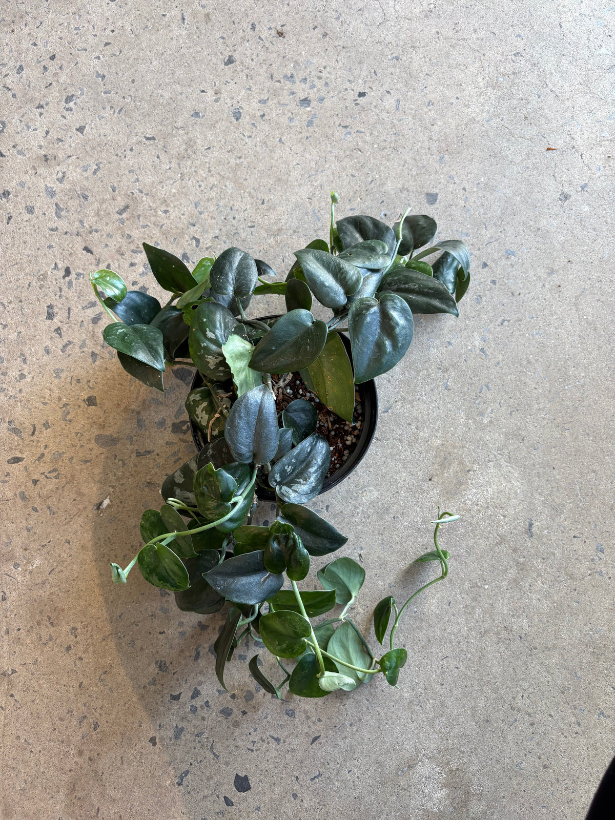 Scindapsus black splash