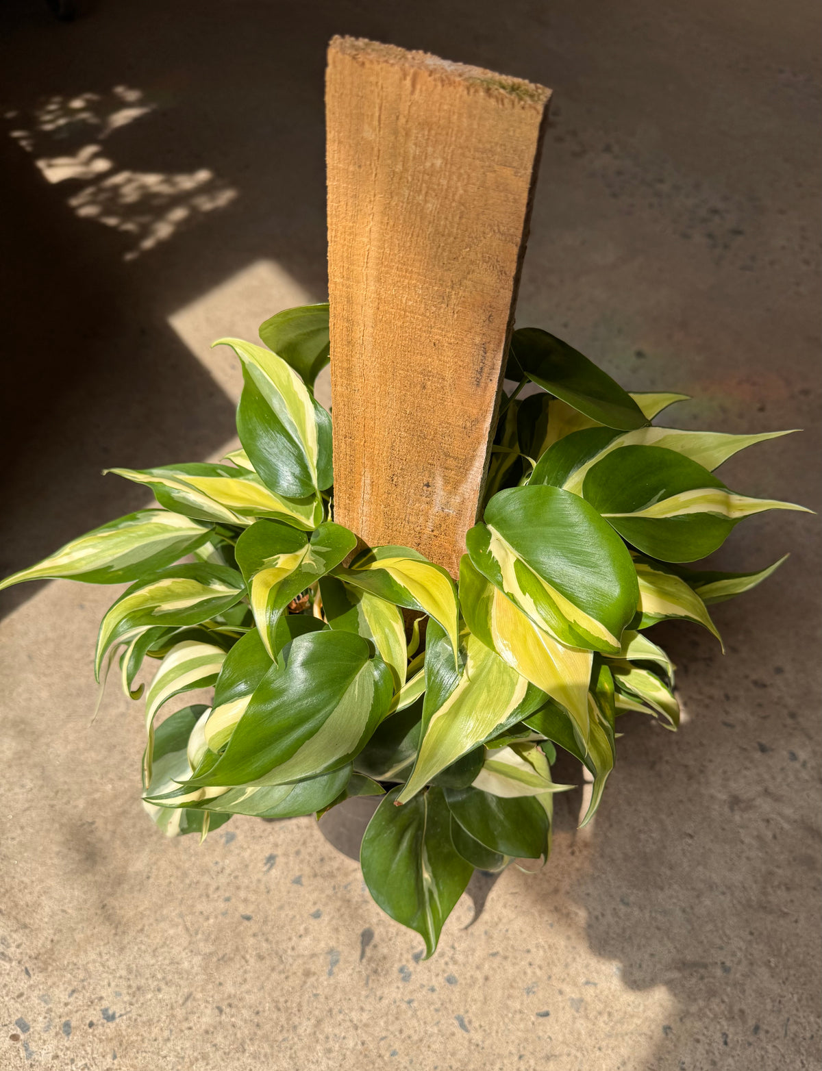 Philodendron Silver Stripe