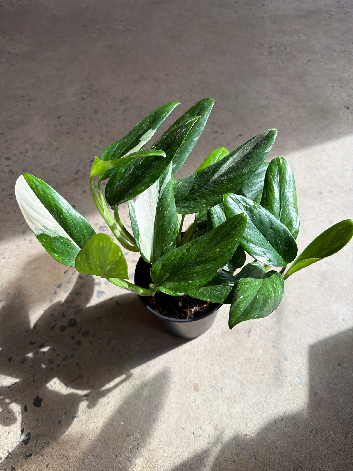 Monstera Standeleyanna « Variegata »