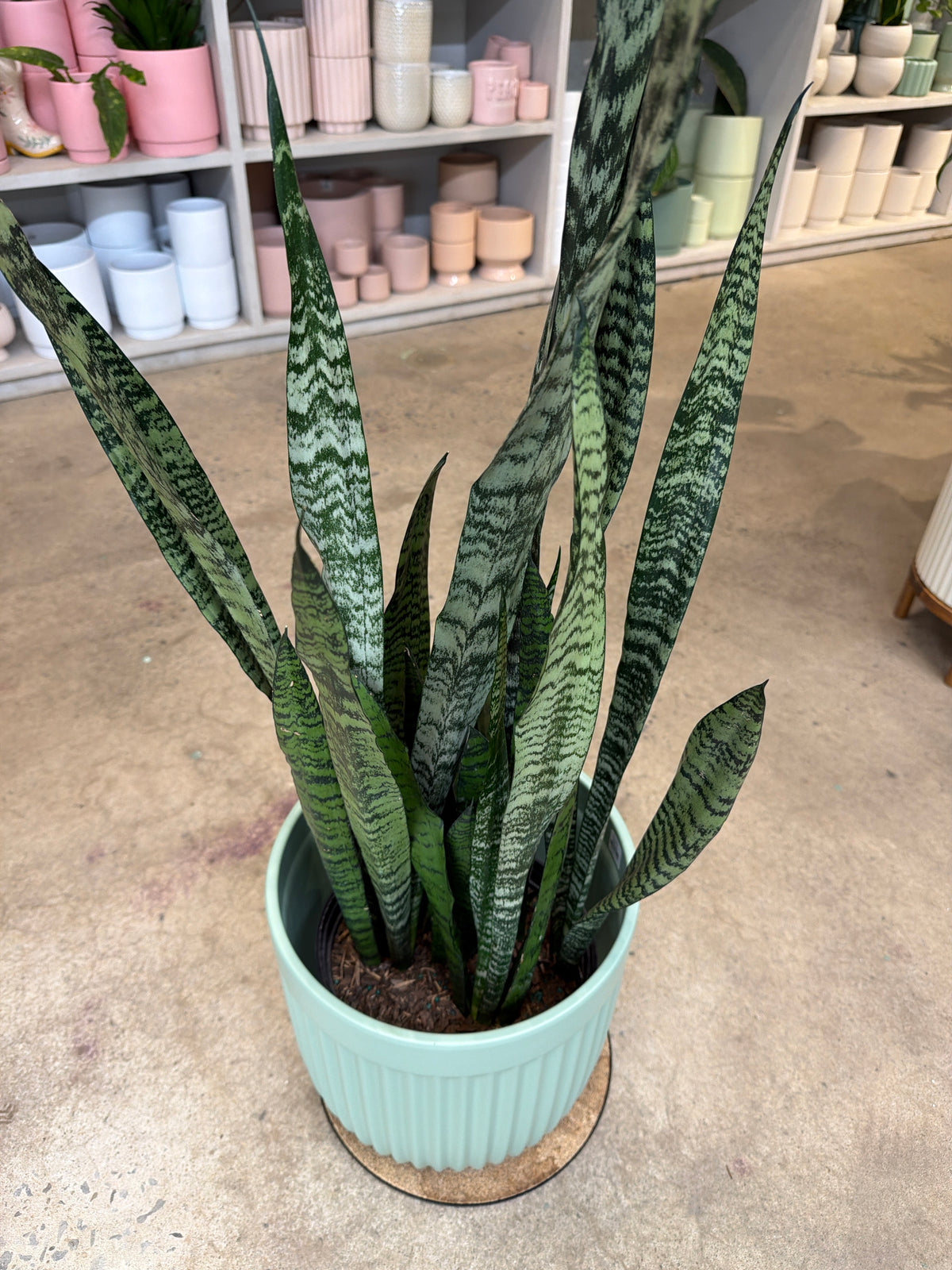 Sanseviera trifasciata « Peppermint »