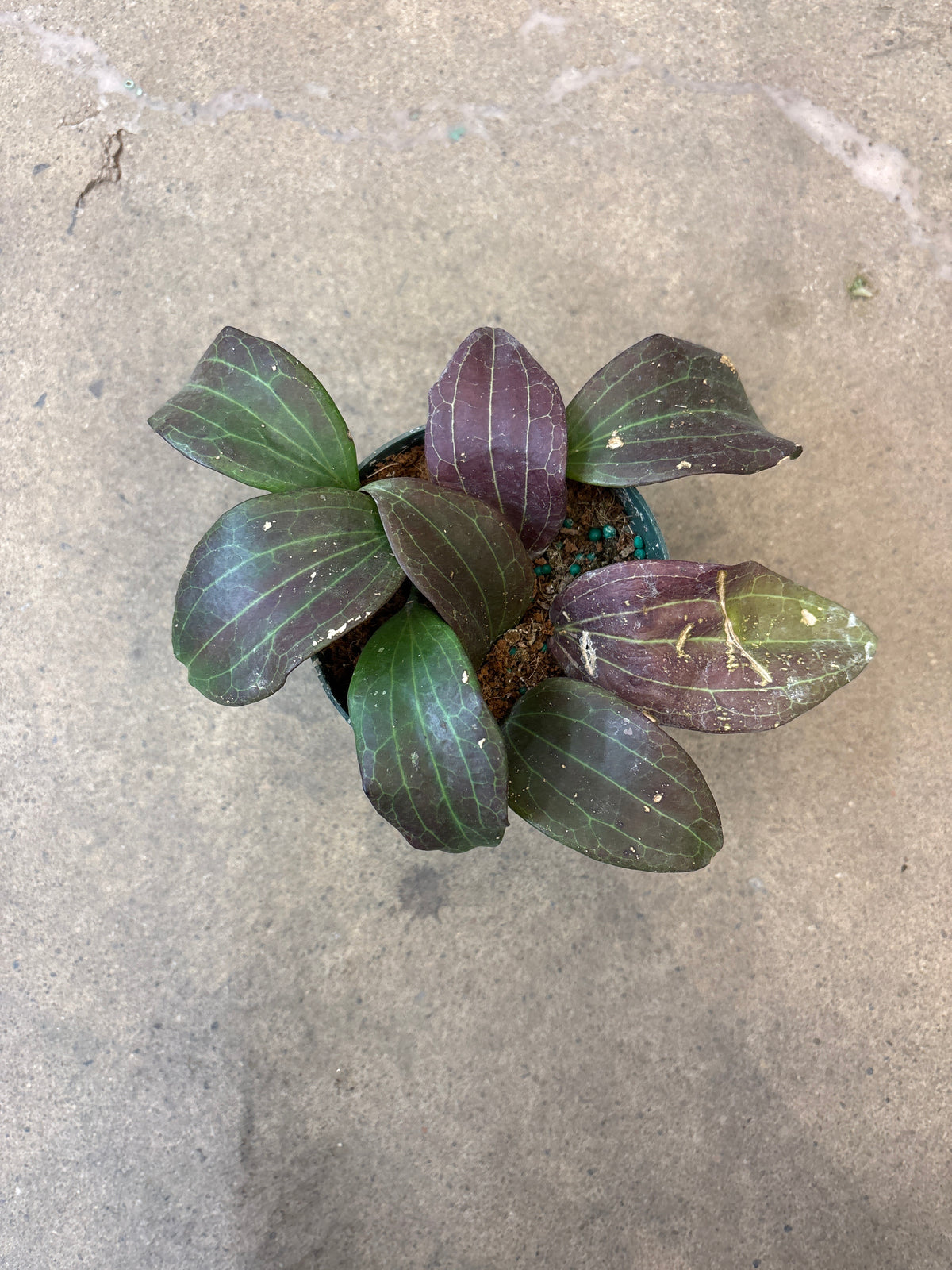 Hoya Quinquenervia