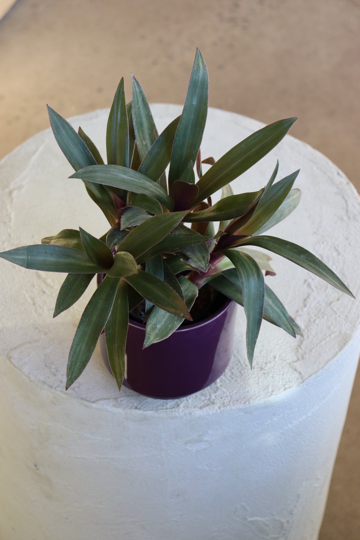 Tradescantia spathacea « Tricolor »