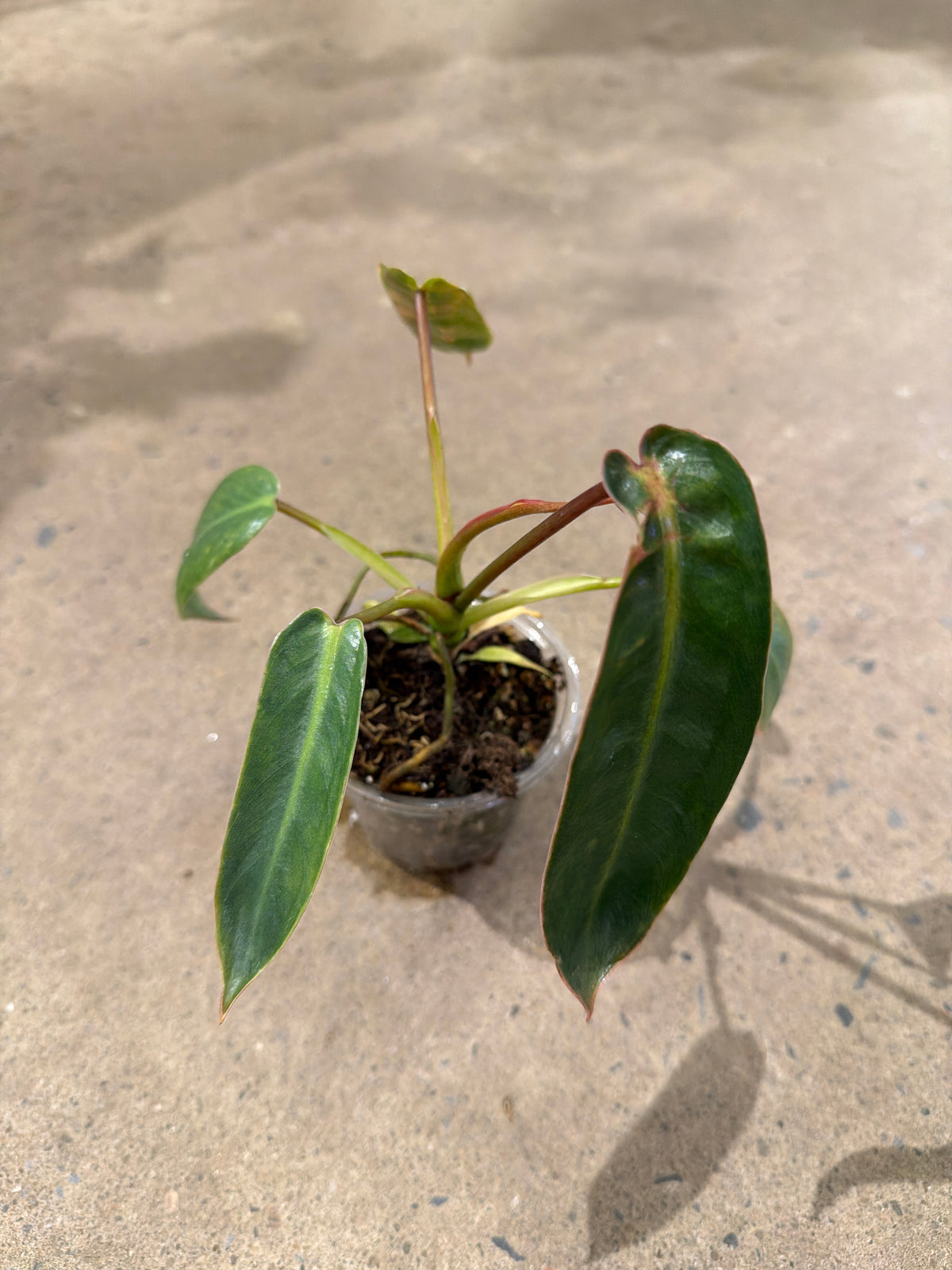 Philodendron spiritus-sancti