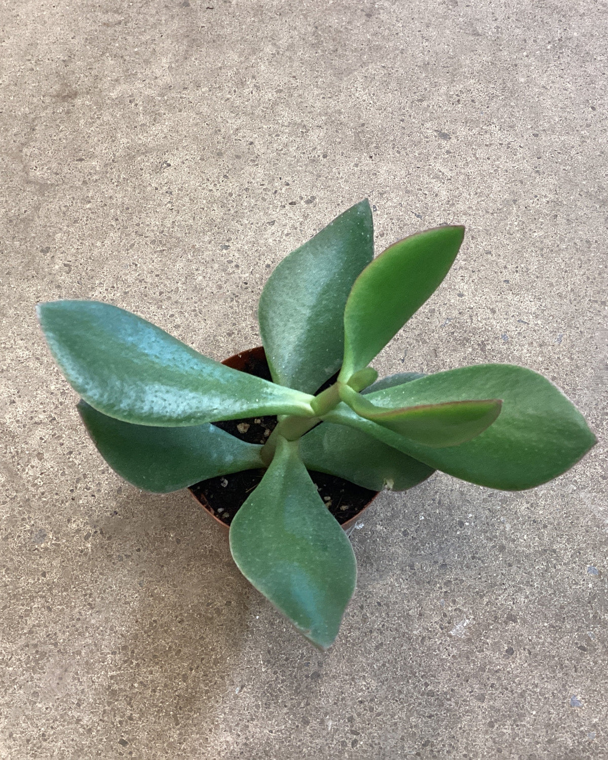 Crassula ovata « Major »