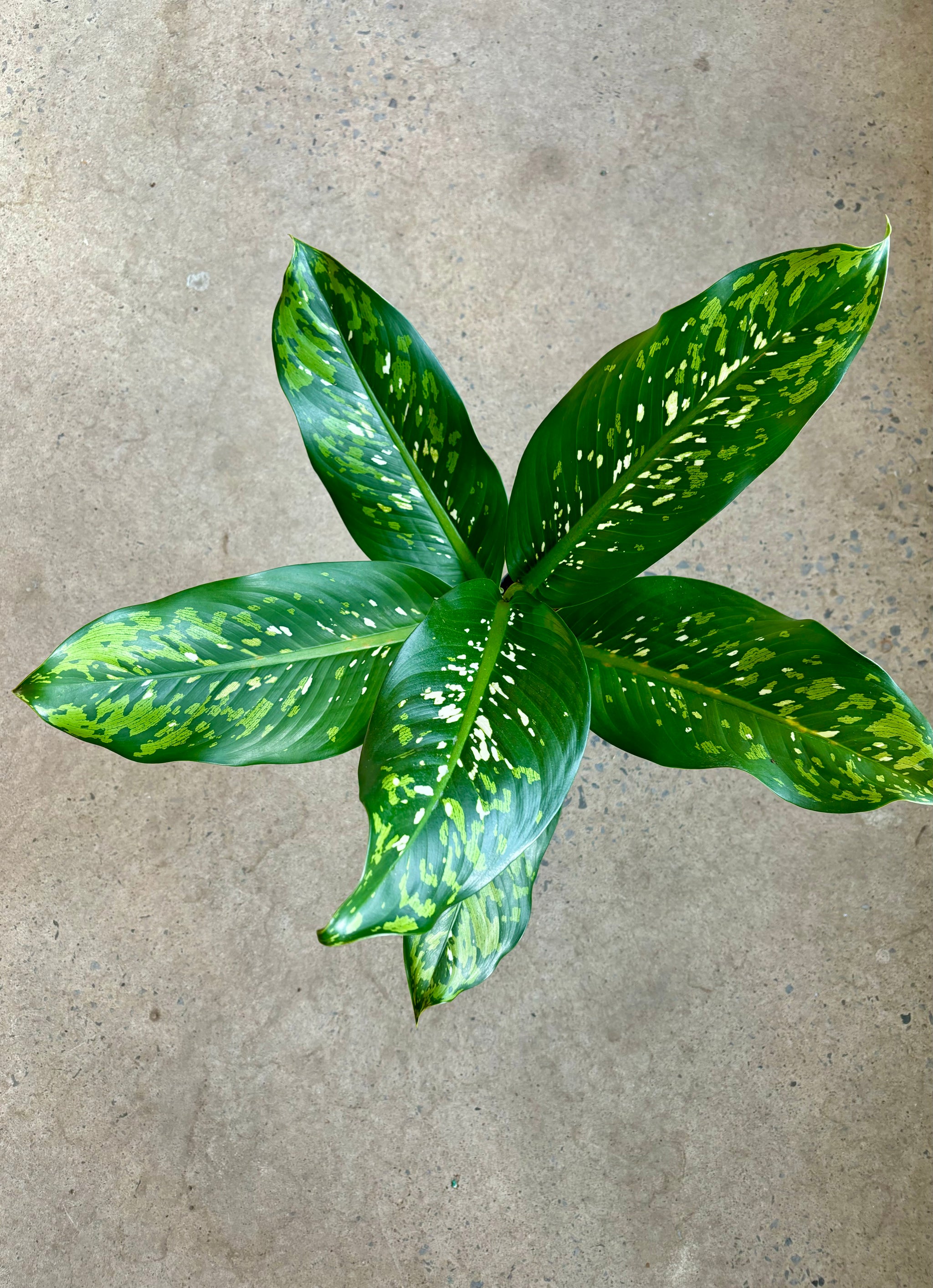 dieffenbachia 'crocodile' Dieffenbachia Crocodile