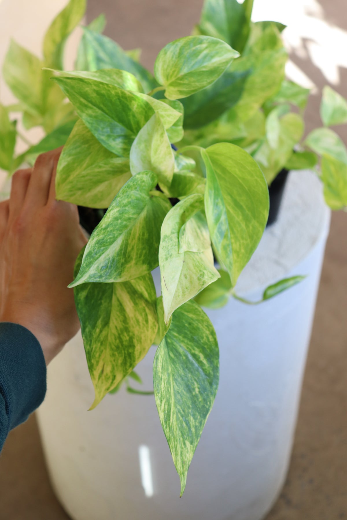 Pothos - Epipremnum aureum « Neon Queen »