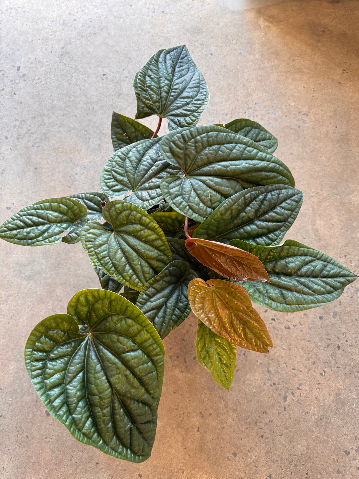 Anthurium « Radicans X Luxurians »