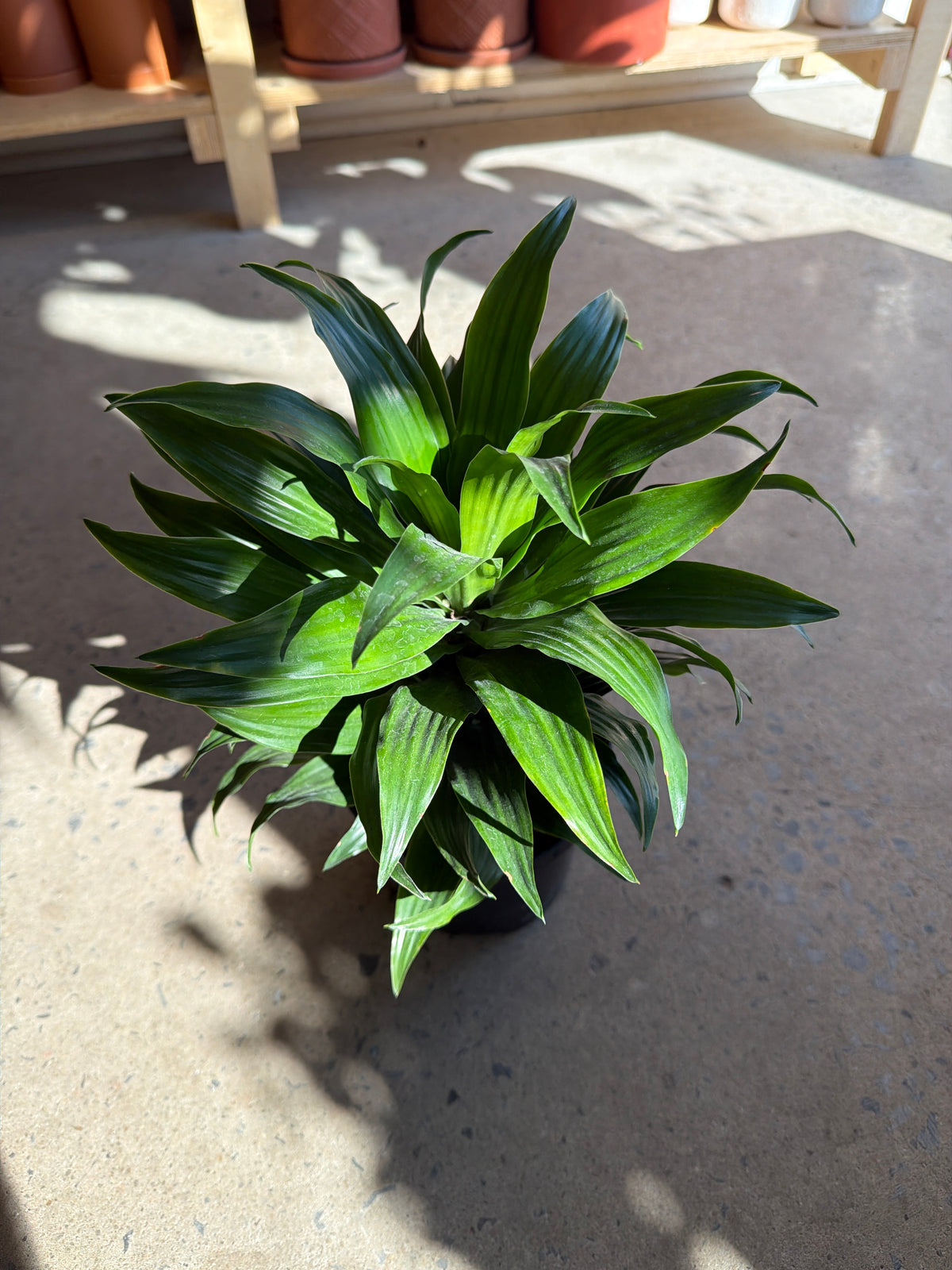 Dracaena « Janet Craig »