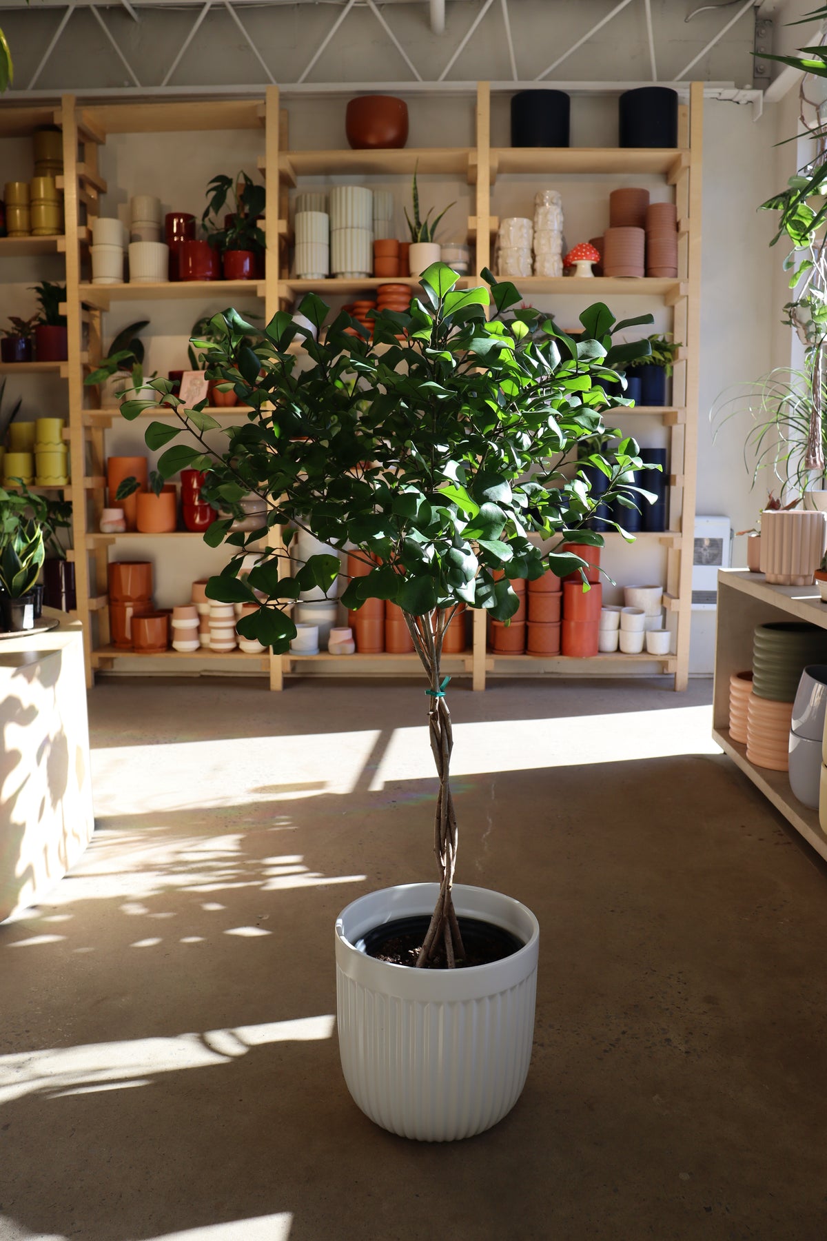 Ficus « Nataliensis »