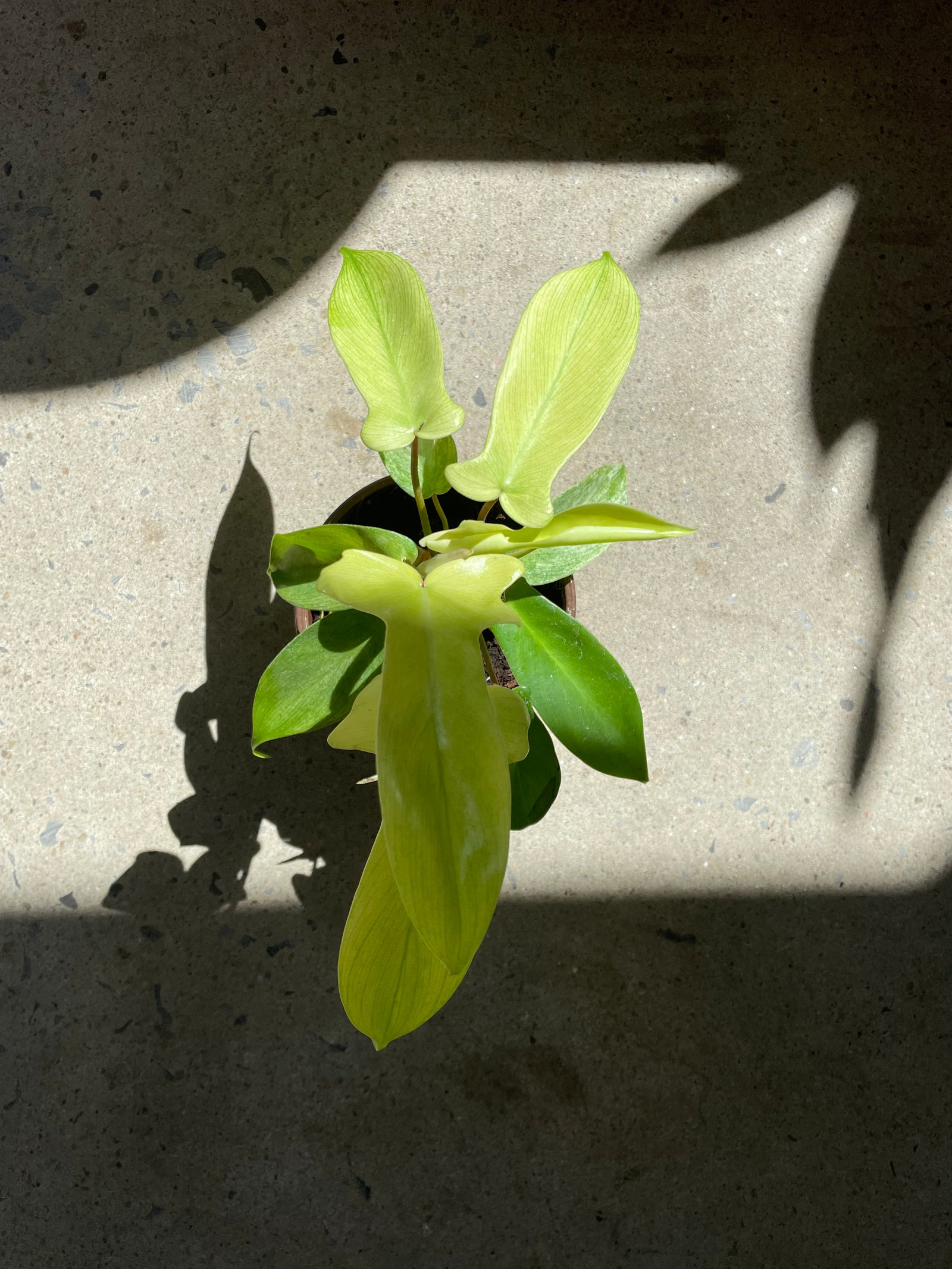 Philodendron « Florida Ghost »
