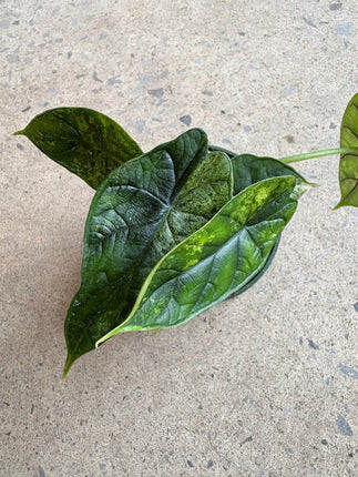 Alocasia « Dragon Scale » Variegata
