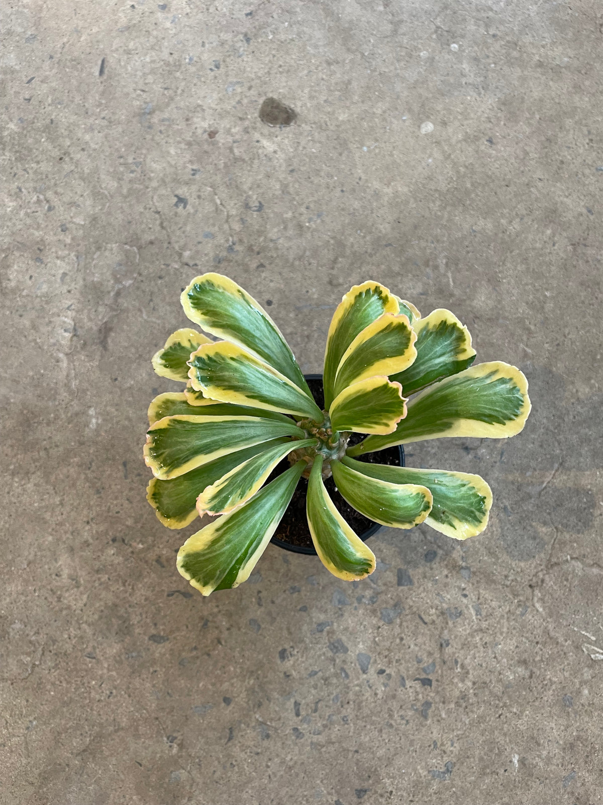 Euphorbia Poissonii variegata