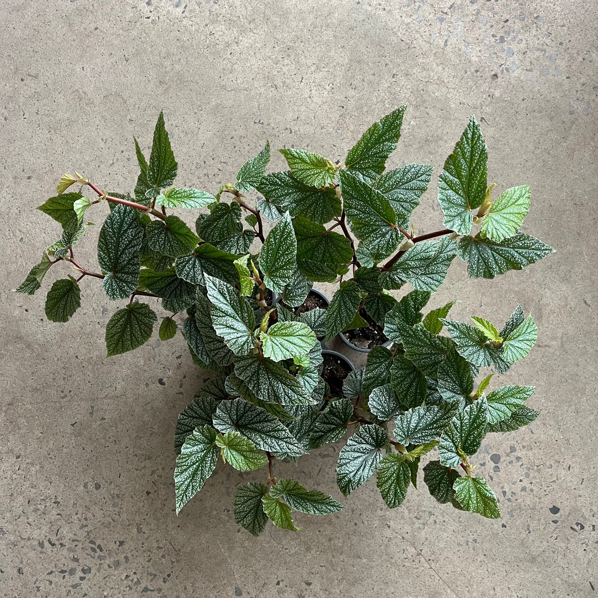 Begonia « Snow Capped »